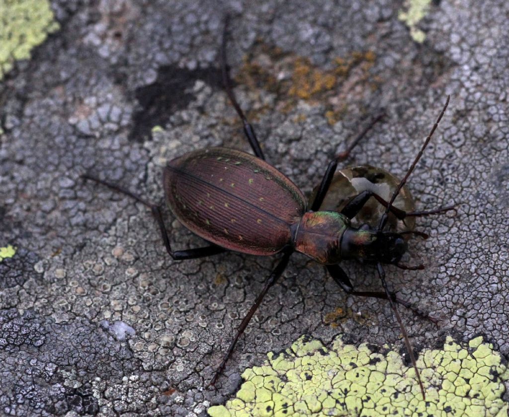 Carabo da identificare:   Carabus depressus